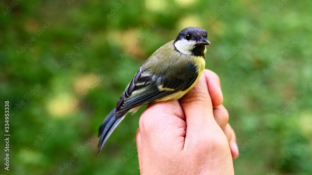 Obraz premium Most seek peace and confidence in the future - a tit in their hands. To succeed in life you need to consciously take risks, dream and achieve what you dream about