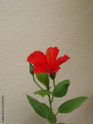 Red flower and bud with green leaves - isolated on a white wall background. Beautiful red hibiscus flower - side macro view. Branch with one flower - macro vertical view. Picture for Valentine's day.