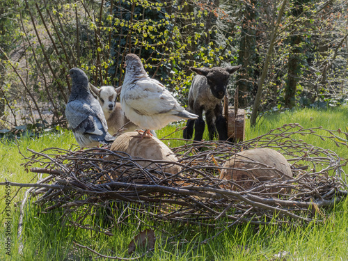 tierisches Potpourri zu Ostern photo