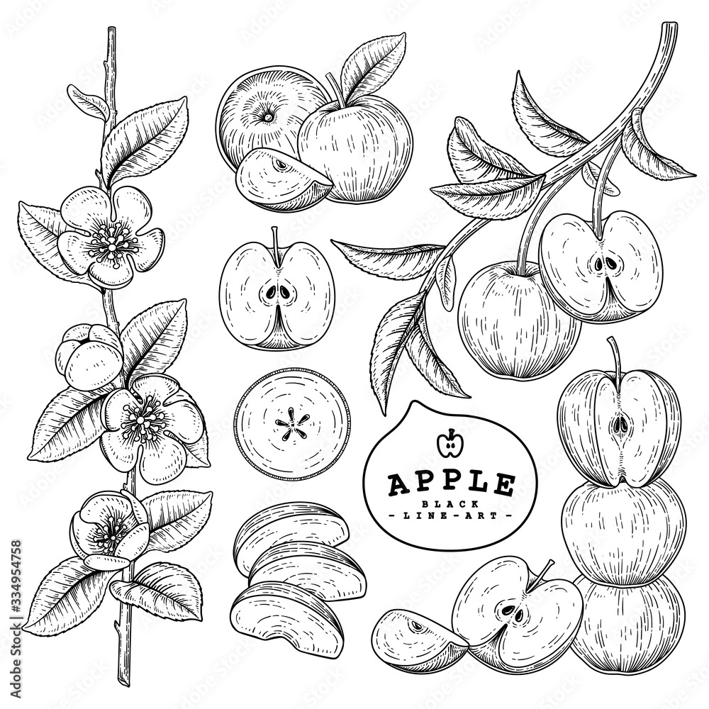 Obraz premium Vector Sketch Apple decorative set. Hand Drawn Botanical Illustrations. Black and white with line art isolated on white backgrounds. Fruits drawings. Retro style elements.