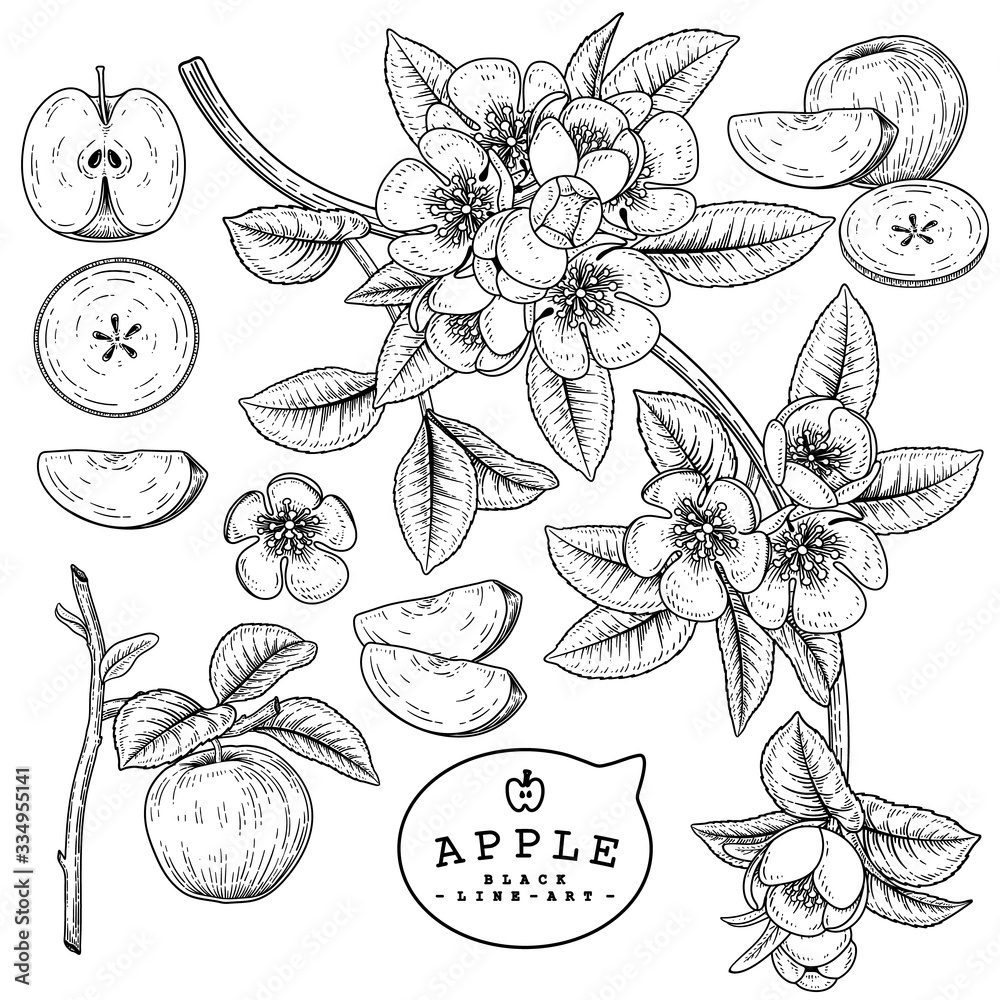 Vector Sketch Apple decorative set. Hand Drawn Botanical Illustrations. Black and white with line art isolated on white backgrounds. Fruits drawings. Retro style elements. Vector Sketch Apple decorative set. Hand Drawn Botanical Illustrations. Black and white with line art isolated on white backgrounds. Fruits drawings. Retro style elements.