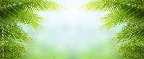 Palm Sunday concept: green palm tree leaves on natural sky