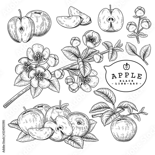 Vector Sketch Apple decorative set. Hand Drawn Botanical Illustrations. Black and white with line art isolated on white backgrounds. Fruits drawings. Retro style elements.