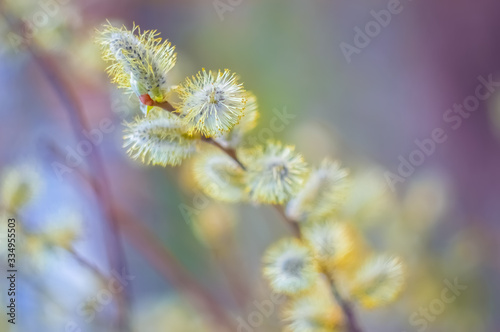 Spring willow branch blossoms. Fluffy willow flowers on a beautiful colored background, outdoors. Soft selective focus.