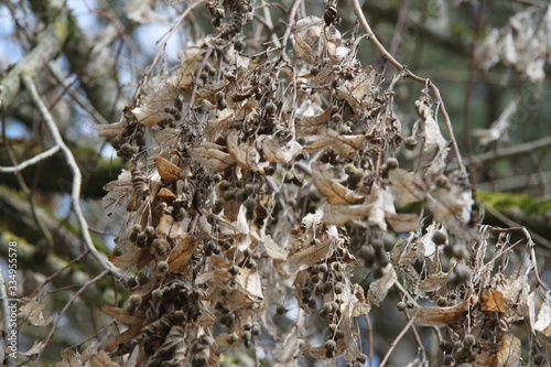 Tilia medicinal comestible tree dry branch during springtime