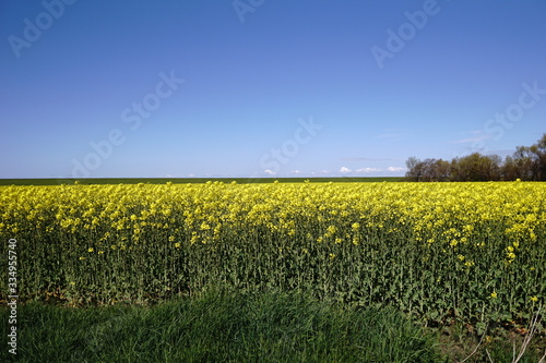 yellow raps field and blue sky