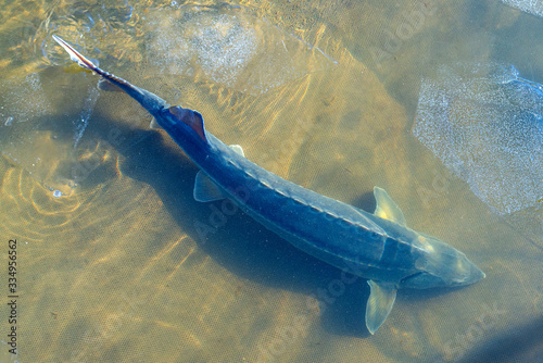 Photography The Sturgeon big fish in river water