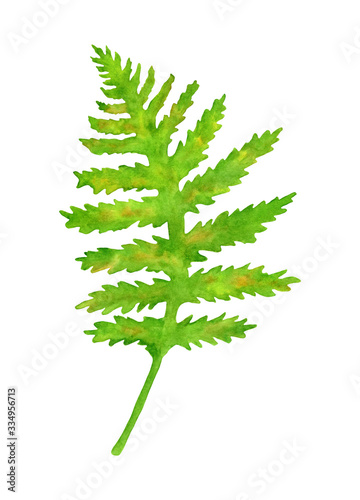 Watercolor green fern leaf. Hand painted forest plant Polypodiopsida isolated on white background. Illustration for decoration  posters  cards  invitations.