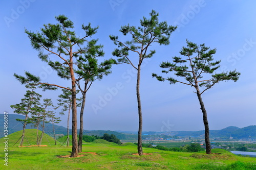 Fototapeta Naklejka Na Ścianę i Meble -  소나무와 들판이 보이는 아름다운 풍경