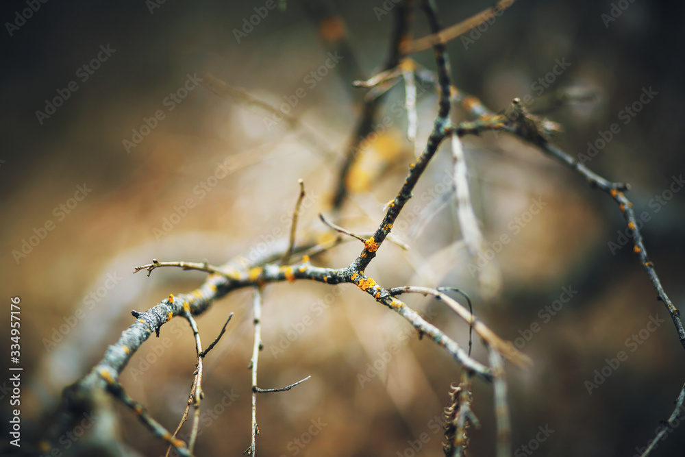 The tree's thin, curved branches are covered with bright yellow lichen and are illuminated by a faint light at dusk. The tree's thin, curved branches are covered with bright yellow lichen and are illuminated by a faint light at dusk.