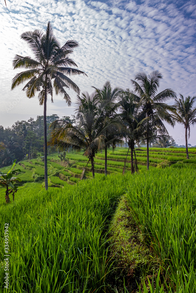  terraced rice fields in a countryside