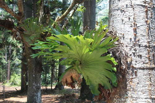 Vászonkép Hirschgeweihfarn in Australien (platycerium bifurcatum)