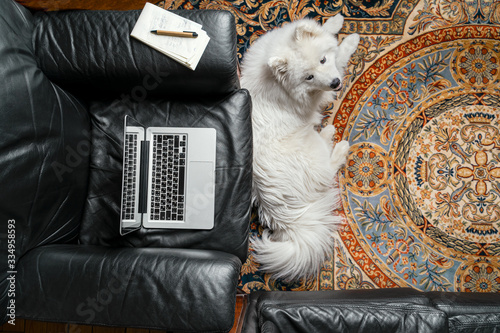 Open laptop on black leather armchair, samoyed dog on carpet. Work from home illustration