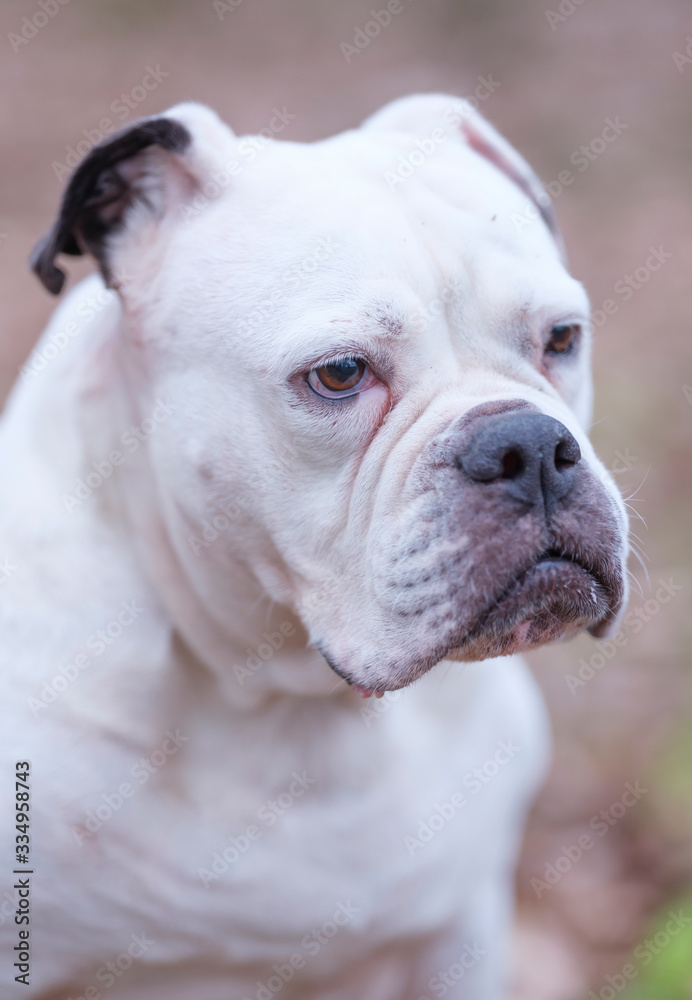 A white and brown English Bulldog dog head portrait with funny expression in face, selective focus, focus on eye A white and brown English Bulldog dog head portrait with funny expression in face, selective focus, focus on eye