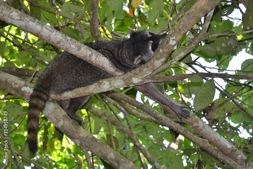 Fototapeta Naklejka Na Ścianę i Meble -  Wilder Waschbär schläft in Baum in Costa Rica 