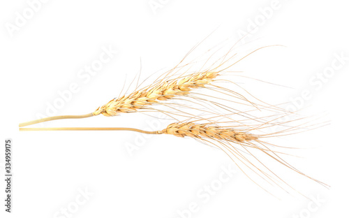 Ear of barley on white background