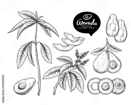 Vector Sketch avocado decorative set. Hand Drawn Botanical Illustrations. Black and white with line art isolated on white backgrounds. Fruits drawings. Retro style elements.