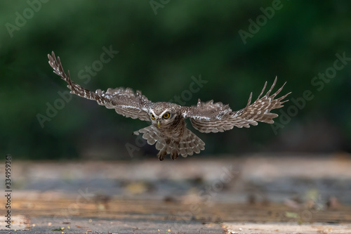 Spotted owlet hovering in their prey