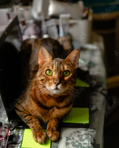 Bengal cat lying on laptop computer looking at camera. Working from home with pets