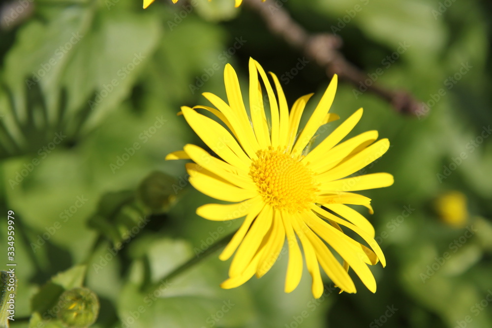 Yellow spring flower doronicum orientale Yellow spring flower doronicum orientale