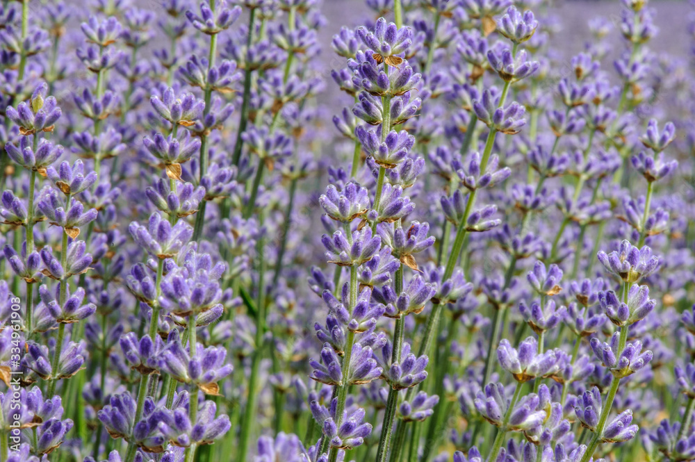 Lavendelblüten im Lavendelfeld Lavendelblüten im Lavendelfeld