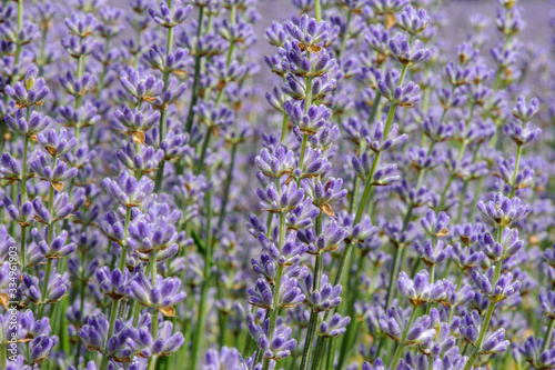 Lavendelblüten im Lavendelfeld © allexclusive