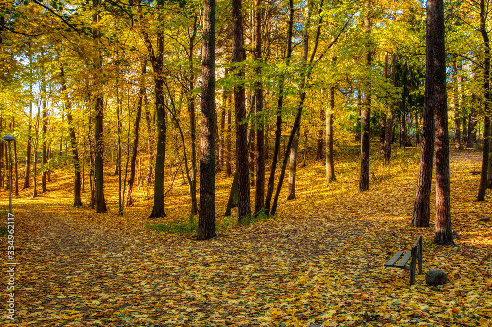 Obraz premium autumn in the park with yellow leaves on ground