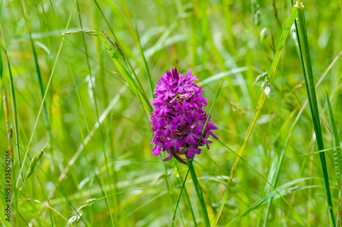 Blüte von Knabenkraut photo