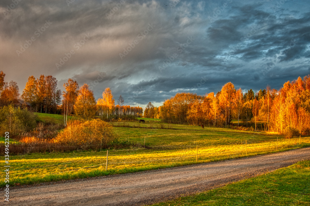 autumn landscape with trees and blue sky and gravel road