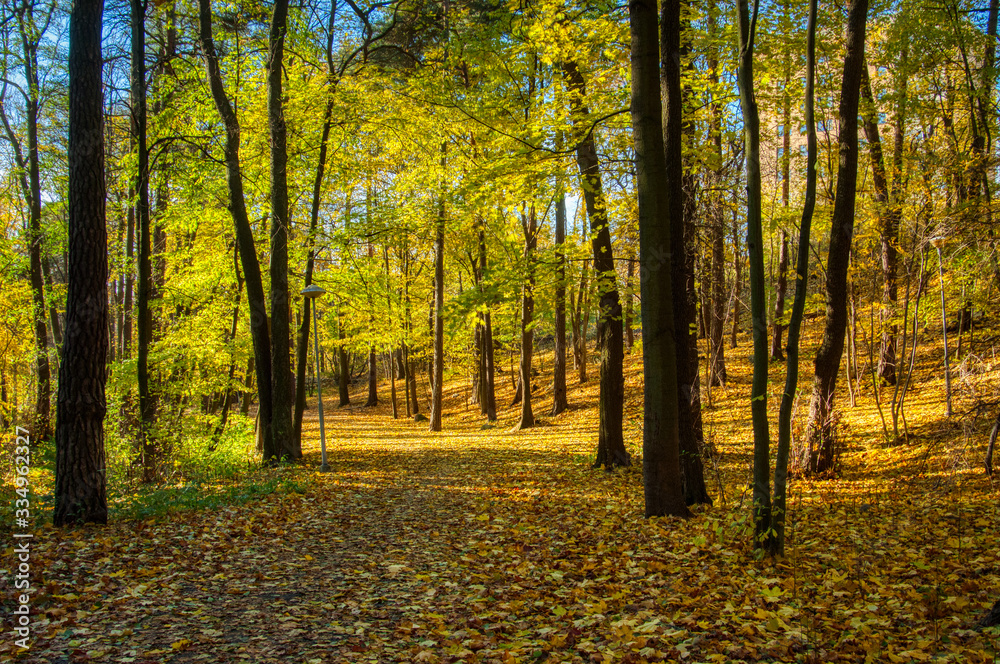 Obraz premium autumn in the park with yellow leaves on ground