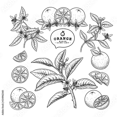 Vector Sketch citrus fruit decorative set. Orange. Hand Drawn Botanical Illustrations. Black and white with line art isolated on white backgrounds. Fruits drawings. Retro style elements.