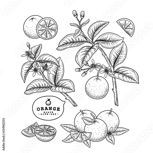 Vector Sketch citrus fruit decorative set. Orange. Hand Drawn Botanical Illustrations. Black and white with line art isolated on white backgrounds. Fruits drawings. Retro style elements.