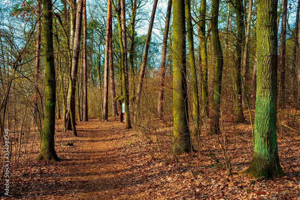 Early spring landscape of mixed European forest thicket at the Czarna river nature reserve in Mazovia region of Poland