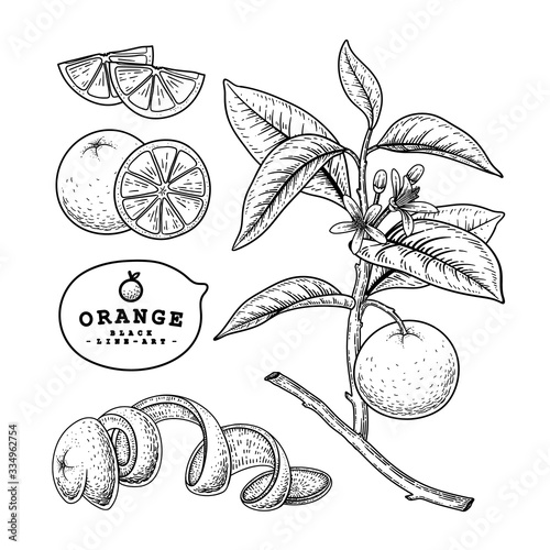 Vector Sketch citrus fruit decorative set. Orange. Hand Drawn Botanical Illustrations. Black and white with line art isolated on white backgrounds. Fruits drawings. Retro style elements.