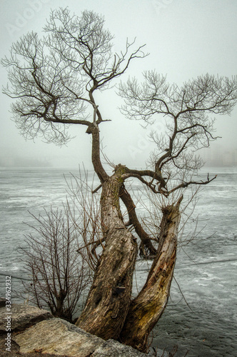 bare tree hanging over frozen lake in winter fog © Anders