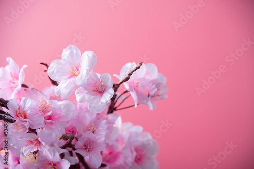 Fototapeta Naklejka Na Ścianę i Meble -  Artificial cherry blossom flower on pink background. Spring season image.