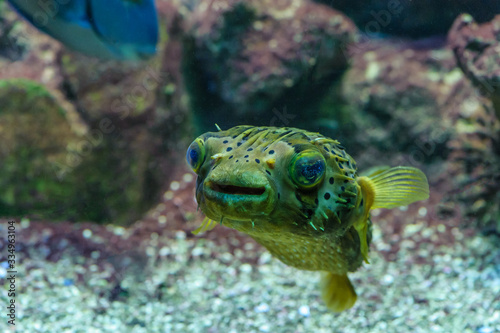 Fisch unter Wasser mit Blick in die Kamera