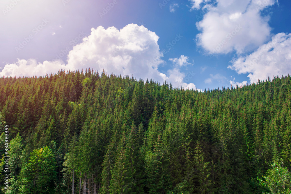 Fototapeta premium Summer landscape forest in the Carpathians. Healthy green trees in a forest of old spruce, fir and pine. International day of forests. Coniferous forest. Earth Day. Mindful and sustainable travel