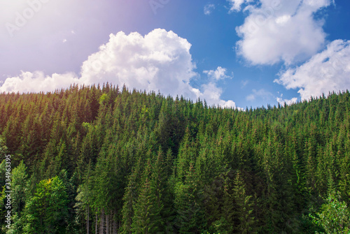 Summer landscape forest in the Carpathians. Healthy green trees in a forest of old spruce, fir and pine. Forest landscape. Coniferous forest. Earth Day. Mindful and sustainable travel