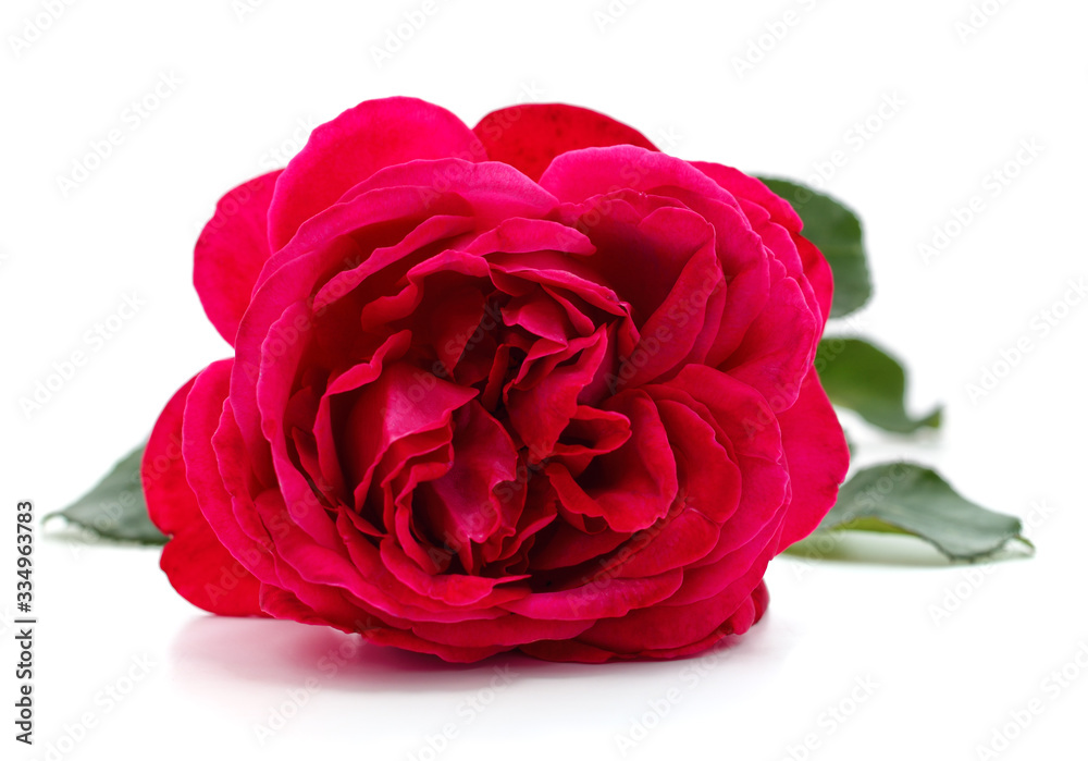 One red rose. One red rose.