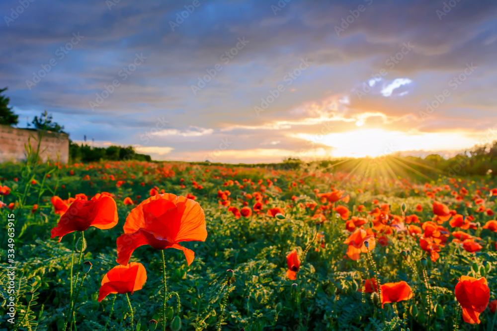 Horizontal View of Poppies Field Illuminated by the Setting Sun on Cloudy Sky Background.