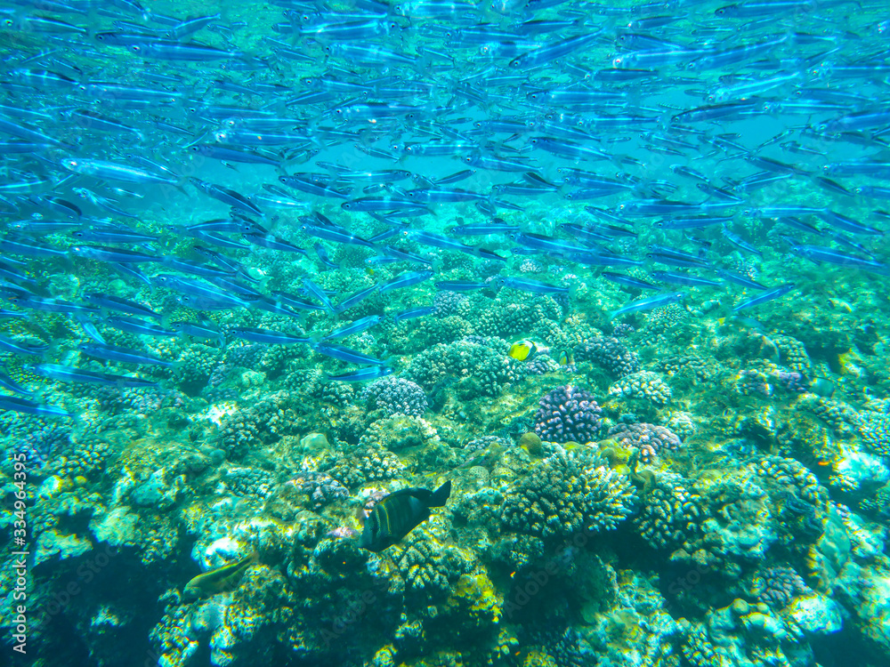 Fischschwarm Tauchen Rotes Meer Ägypten Fischschwarm Tauchen Rotes Meer Ägypten