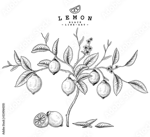 Vector Sketch Citrus fruit decorative set. Lemon. Hand Drawn Botanical Illustrations. Black and white with line art isolated on white backgrounds. Fruits drawings. Retro style elements.