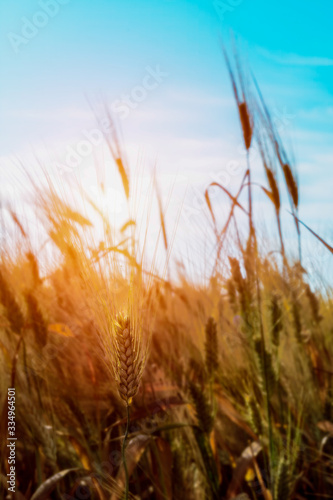 Vertical View of Close Up of Hears of Wheat on Sun Backlight Background