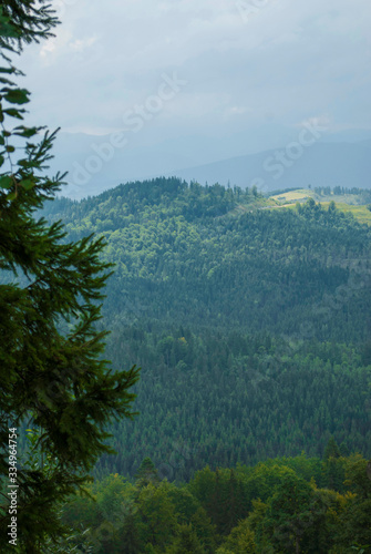 Summer landscape forest in the Carpathians. Healthy green trees in a forest of old spruce, fir, pine. Forest landscape. Coniferous forest. Earth Day. Mindful and sustainable travel © shephotos