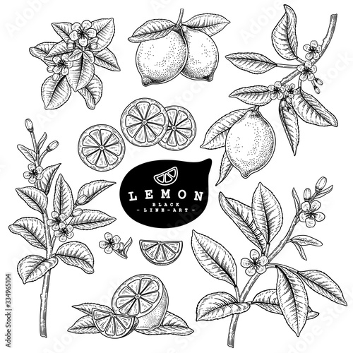 Vector Sketch Citrus fruit decorative set. Lemon. Hand Drawn Botanical Illustrations. Black and white with line art isolated on white backgrounds. Fruits drawings. Retro style elements.