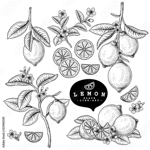 Vector Sketch Citrus fruit decorative set. Lemon. Hand Drawn Botanical Illustrations. Black and white with line art isolated on white backgrounds. Fruits drawings. Retro style elements.