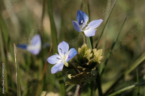 Little delicate flawers of Veronica chamaedrys, the germander speedwell, bird's-eye speedwell, or cat's eyes. It is an herbaceous plant.  photo