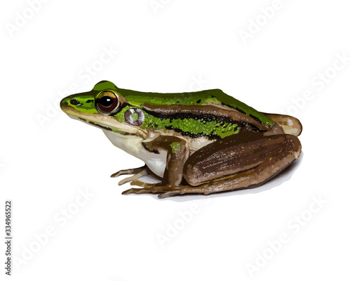 green frog isolated on white background