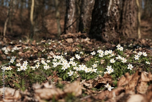 A bed of white flowers of anemones in the forest.